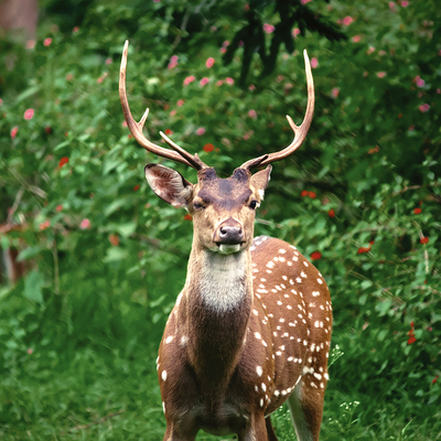 Deer Resistant Trees
