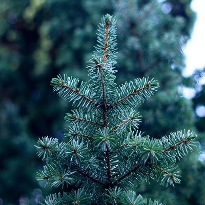 Evergreen Trees