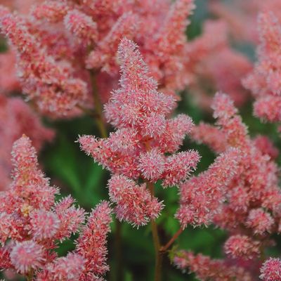 Shade Perennials