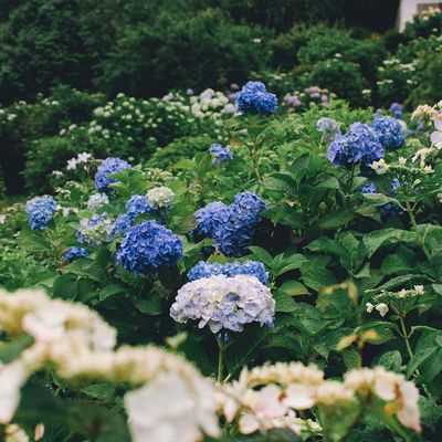 Flowering Shrubs