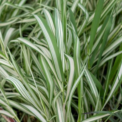 Grasses
