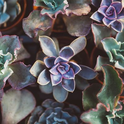 Cacti &amp; Succulents