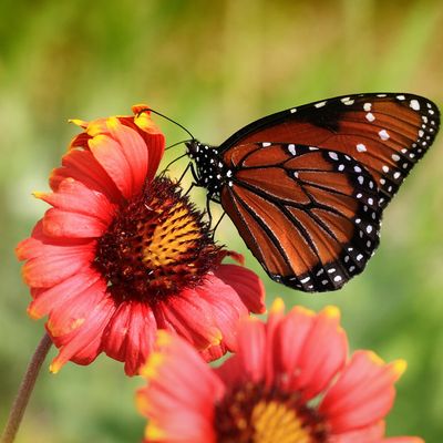 Attracts Butterflies