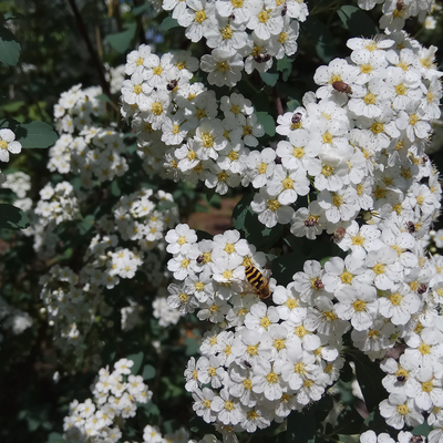 Flowering Trees