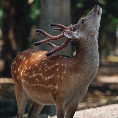 Deer Resistant Perennials 