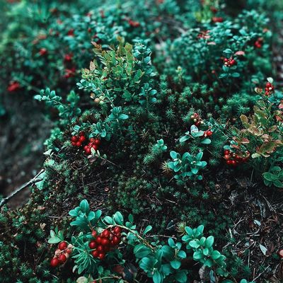 Shade Shrubs