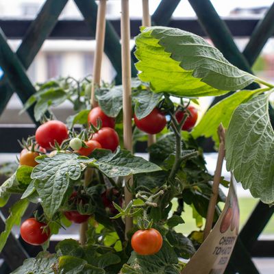 Plant Cages &amp; Stakes