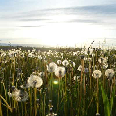Weed Control