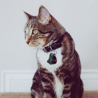 Collars &amp; Leashes