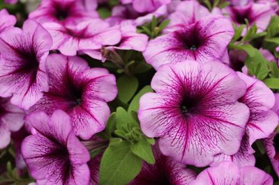 Flower Seeds