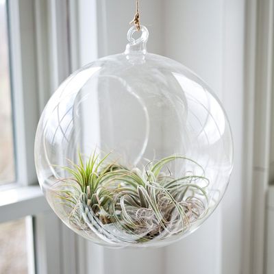 Tillandsia
