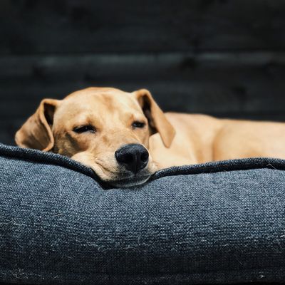 Beds &amp; Kennels