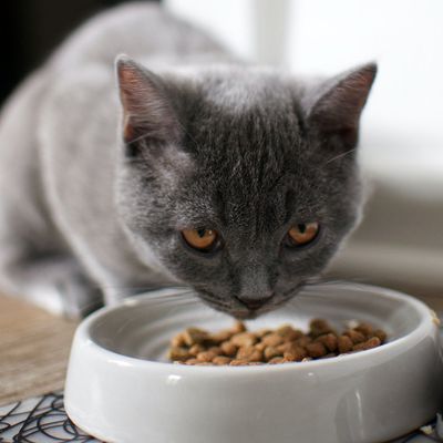 Dishes &amp; Bowls
