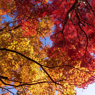 Drought Tolerant Trees