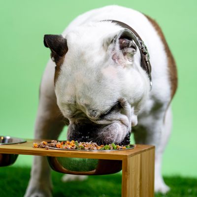 Bowls &amp; Feeders