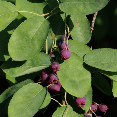 Fruit Bearing Shrubs