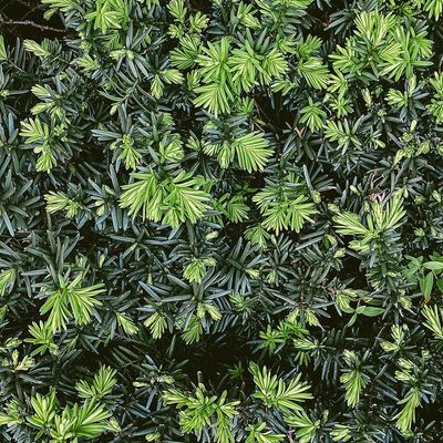 Deciduous Shrubs
