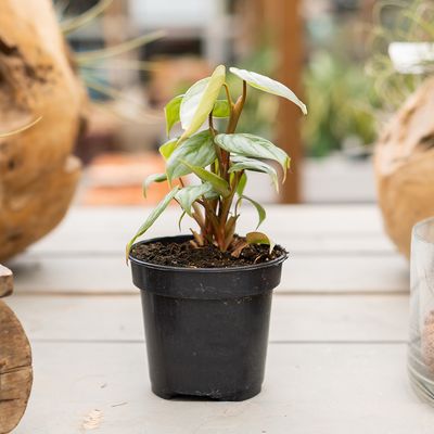 Tropical Plant Care