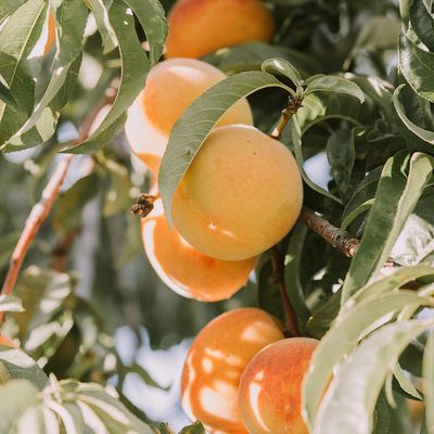 Fruit Bearing Trees