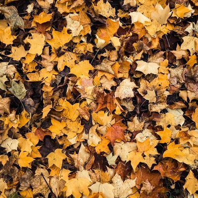 Deciduous Trees