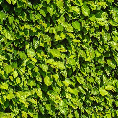 Drought Tolerant Shrubs