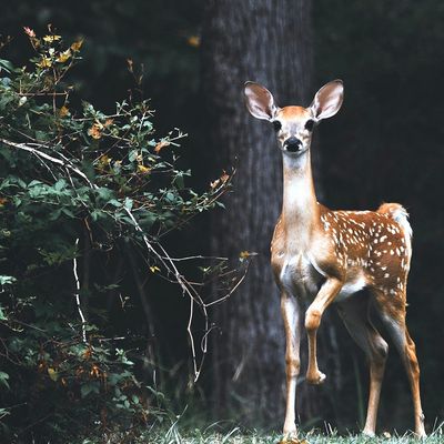 Deer Resistant Shrubs