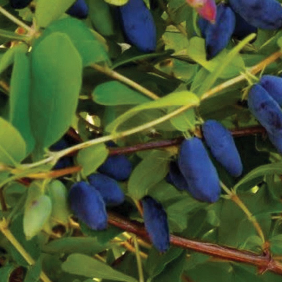 Honeyberry - Polar Jewel - #1 - NO WARRANTY