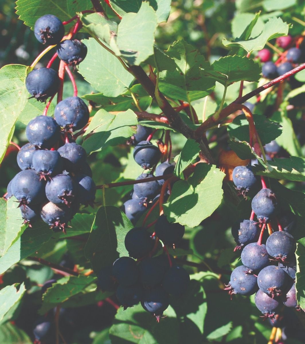 Saskatoon Berry - Honeywood - #1 - NO WARRANTY