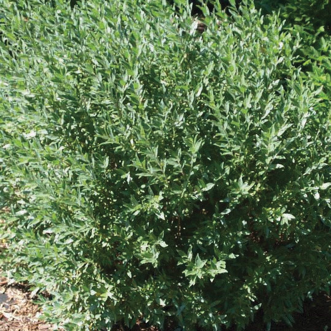 Willow - Blue Fox - #2