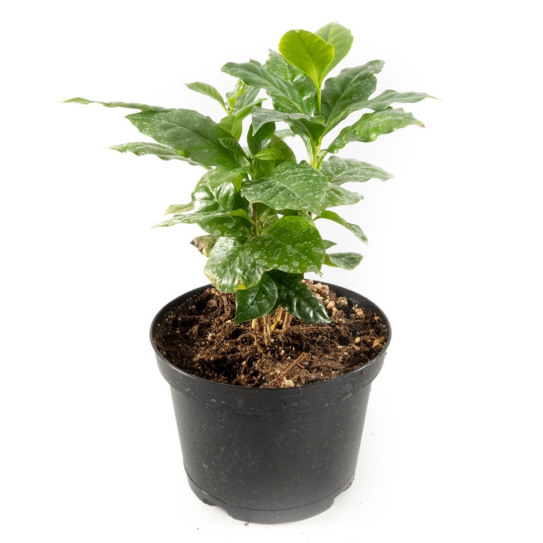 Coffee Plant - 6''