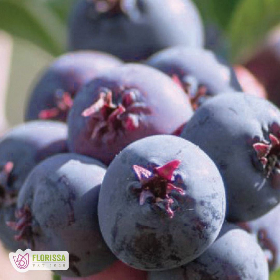 Saskatoon - Smoky -  #1 - NO WARRANTY