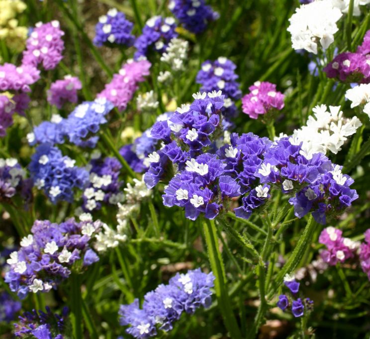 Art Shades Mixed Colour Statice Seeds 6100