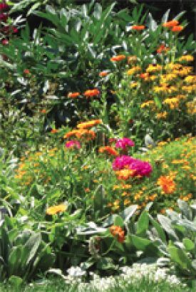 Beneficial Insect Seed Mixture 6800