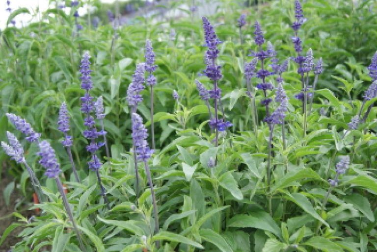 Blue Bedder Salvia Seeds 6035