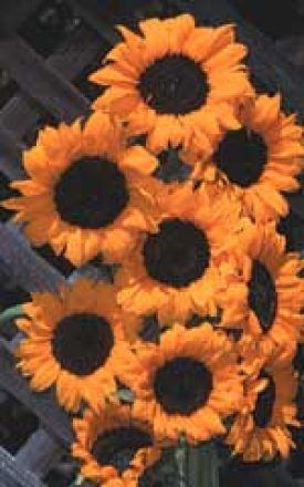 Dorado Sunflower Seeds 6170