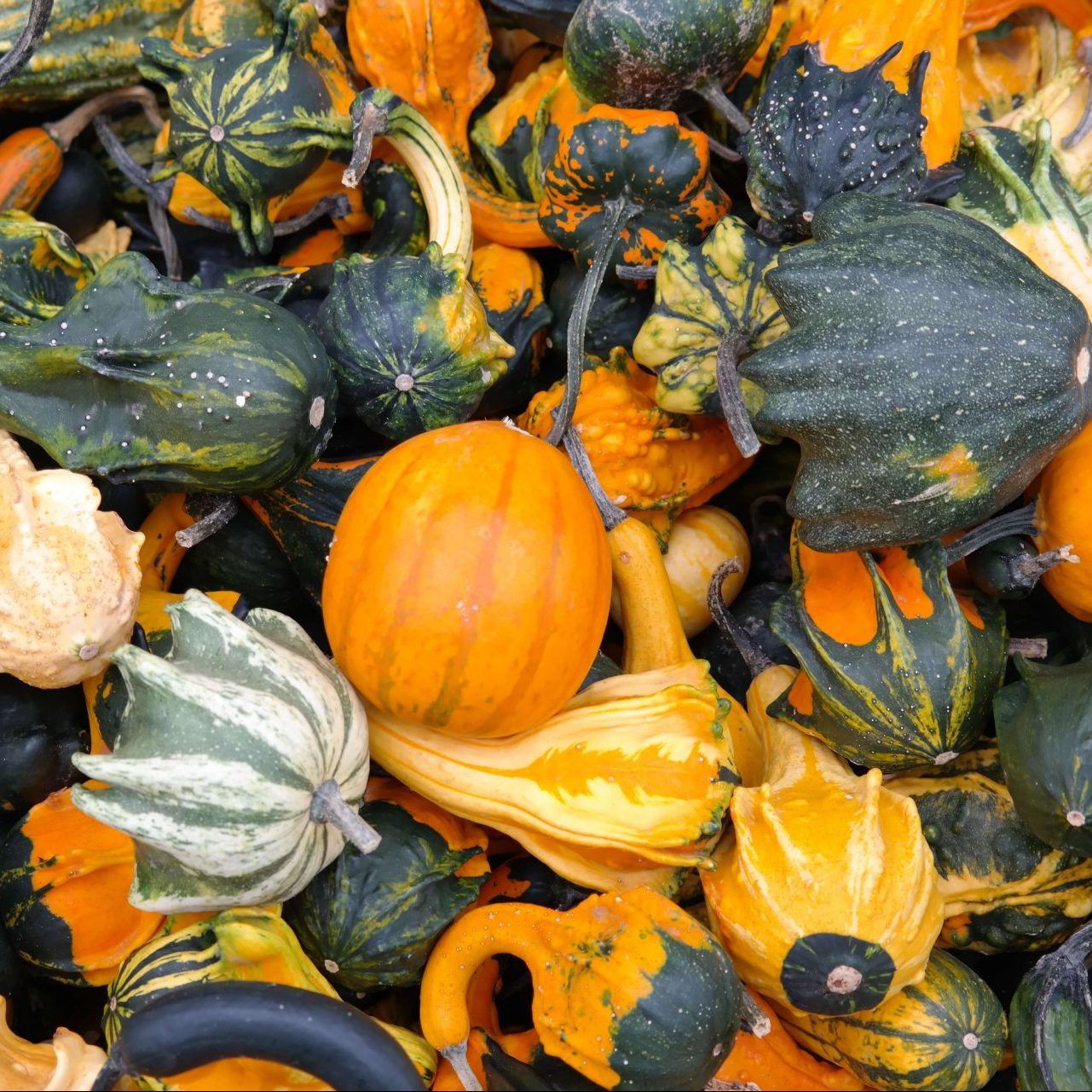 Ornamental Mixed Gourd Seeds 5355