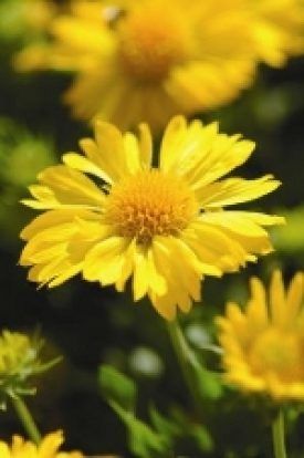 Mesa Yellow Gaillardia Seeds 6480