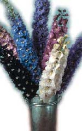 Magic Fountains Mixed Delphinium Seeds 6440
