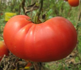 Beefsteak Tomato Seeds 2330
