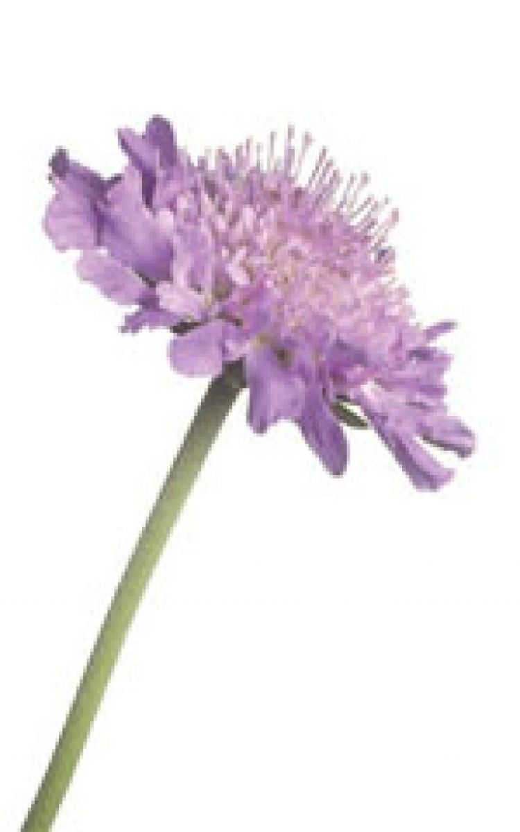 Imperial Giants Mixed Scabiosa Seeds 6060
