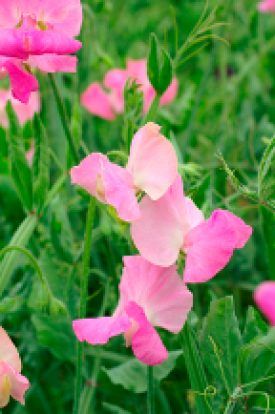 Royal Pink Sweet Peas Seeds (Climbing Type) 6255
