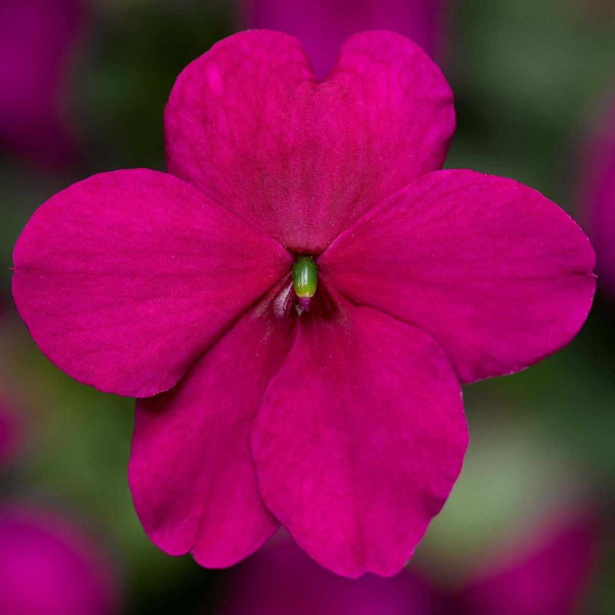 Purple Imara Impatiens XDR 5455