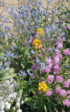 Semi-Shade Wildflower Seed Mixture 6840
