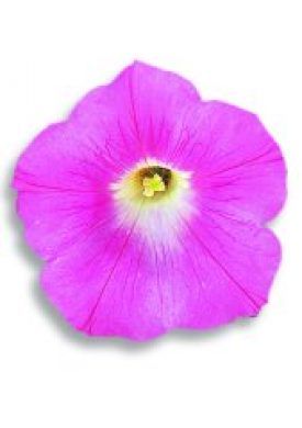 Pink Grandiflora Petunia Seeds (Super Cascade Series) 5905