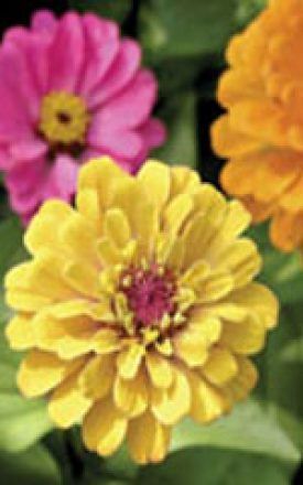 Thumbelina Dwarf Mixture Zinnia Seeds 6305