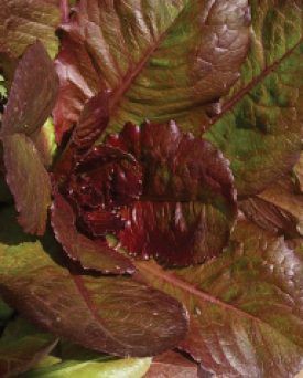 Red Romaine Lettuce Seeds (Romaine or Cos Type) 1765