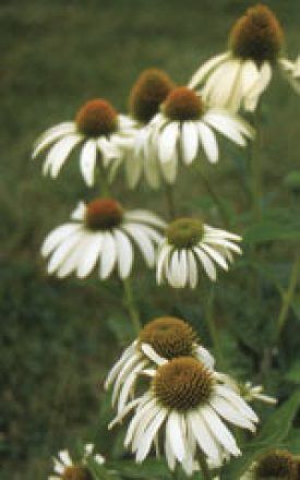 White Coneflower Seeds 6425