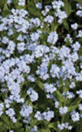 Alpestris Blue Forget-Me-Not Seeds (Alpine Type) 6460