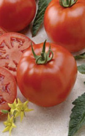 Better Boy Hybrid Tomato Seeds (VFN) 2305