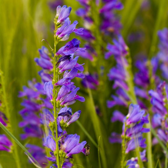 Rocky Mountain Penstemon Seeds 6965